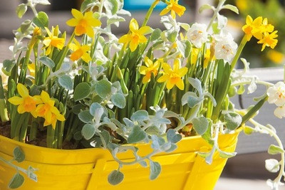 Narcissus 'Erlicheer',Narcissus 'Tete a Tete'